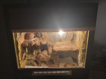 Terrarium z gekonem lamparcim