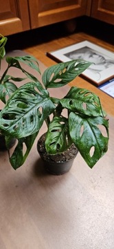 Monstera Monkey - roślina w doniczce.