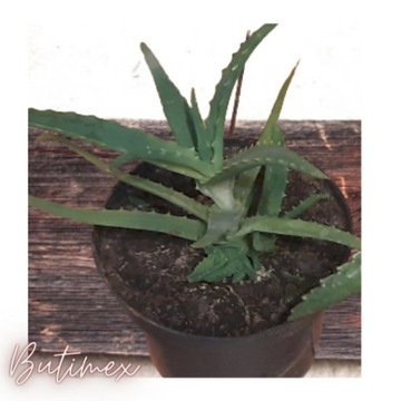 aloes -  roślina roczna lecznicza zdrowa