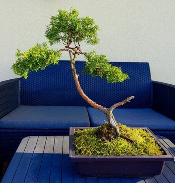 Jałowiec formowany na wzor bonsai w donicy