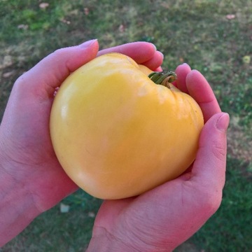 Pomidor Bull's White Heart nasiona kolekcjonerskie