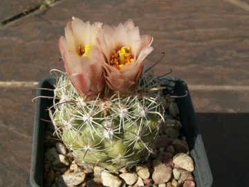 Sclerocactus wrightiae RP 104 - 10 nasion