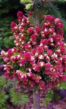 Picea abies Świerk  Spring fire Unikat 