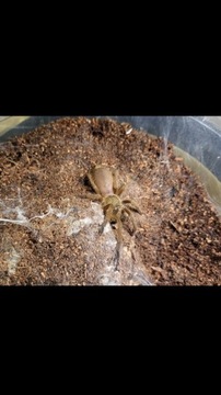 Samica Chilobrachys sp. kaeng krachan 3DC