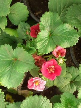 Truskawka powtarzająca 'summer breeze rose'