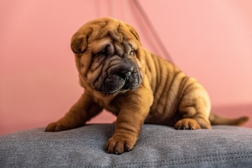 Sharpei szczenięta hodowla Metryki - Rodowód  FCI