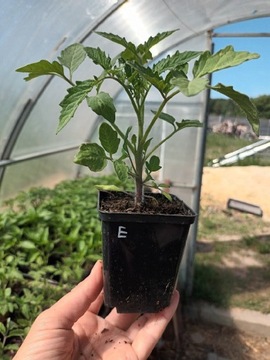 Sadzonki pomidora z własnego ogródka BETALUX