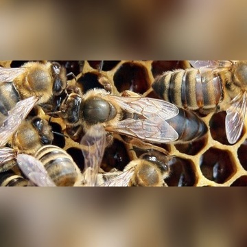 Matka pszczela