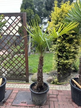 Trachycarpus fortunei pień 70 cm 1.70 m