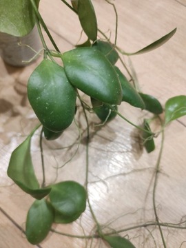 Hoya Incurvula sadzonka cięta 