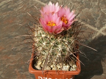 Sclerocactus parviflorus DJF 697.7 - 10 nasion