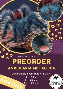 Avicularia METALLICA - DOROSŁE SAMICE