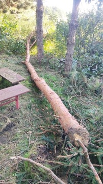 Drzewo,Drewno na opał ,Znak-Szyld Agroturystyka