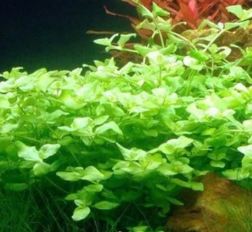 Bacopa Australis - Łatwa roślina do akwarium