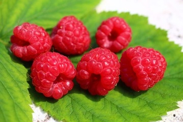 EKO Sadzonka MALINA Rubus idaeus czerwone owoce