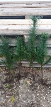 Sosna wejmutka 15/30cm Pinus Wallichiana