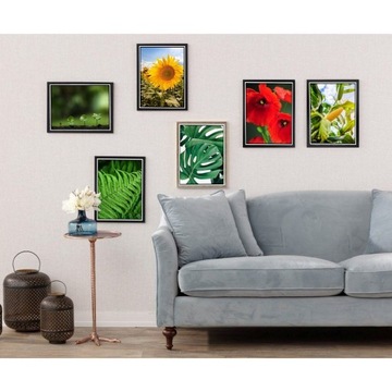 Plakat obraz natura kwiaty monstera 50 x 70