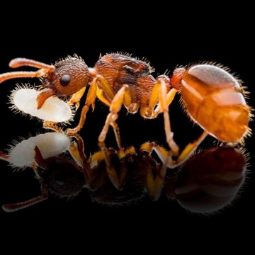 Myrmica sp. 1Q około 5 robotnic + potomstwo