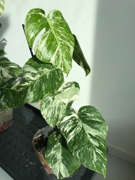 Monstera Deliciosa Variegata duża wariegacja 60