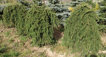 Świerk pospolity Picea abies Inversa 120 cm+