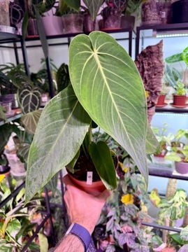 Anthurium |Warocqueanum X Waterburyanum|L |DØ12cm