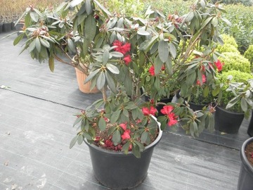 rododendron różanecznik czerwony