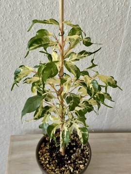Ficus Benjamina Curly Fikus Variegata