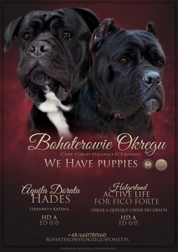 Cane Corso Italiano szczeniaki FCI