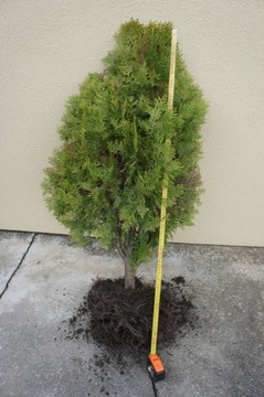 Tuja złota, duża sadzonka 100cm