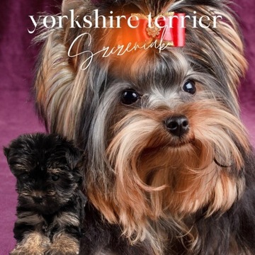 Yorkshire terrier 