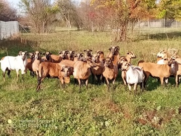 Owce kameruńskie i kozy 