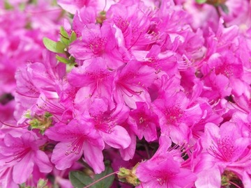 Azalia japońska 'Orlice' - 3 letnia, Rhododendron