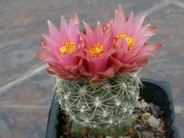 Sclerocactus pubispinus - 10 nasion