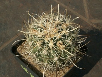 Sclerocactus wrightiae f. yellow sp. - 10 nasion