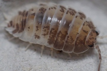 porcellio laevis milkback