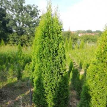 Tuja szmaragd 100 cm żywopłot thuja occidentalis