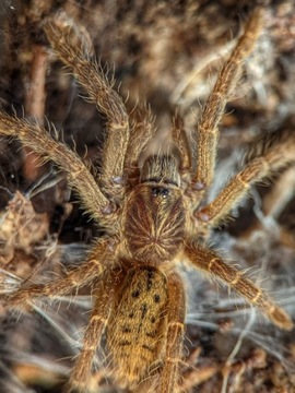 Pterinochilus lugardi 1,5DC Ptasznik z Afryki