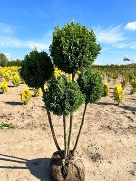 JAŁOWIEC FORMOWANY bonsai DUŻY WYBÓR bonsaj 