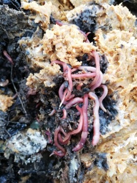 350 sztuk Dżdżownica kalifornijska kompost robaki