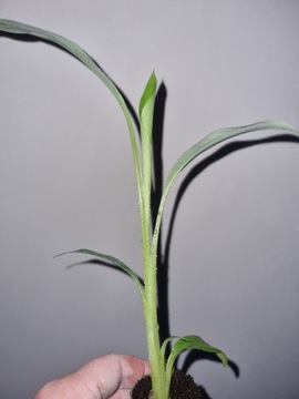 Bananowiec Musella lasiocarpa sadzonka 30 cm