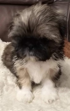 Szczeniaki Shih Tzu