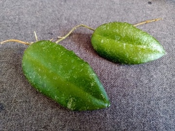 Hoya Caudata Sumatra