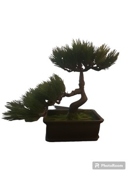 Drzewko Bonsai w Donicy