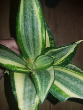 Sansevieria hahnii Jade Multicolor