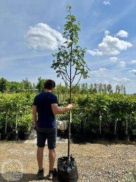 Jarząb pospolity / Sorbus aucuparia 'Wettra' / Obw.8-10cm