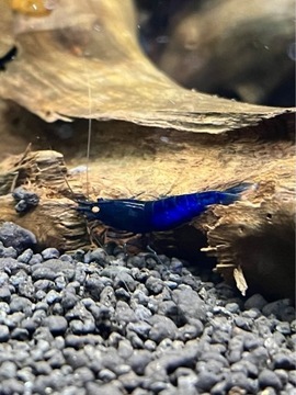 Krewetki Royal Blue Tiger OE Caridina Niebieskie