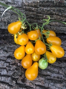 Yellow Pear Pomidor kolekcjonerski 