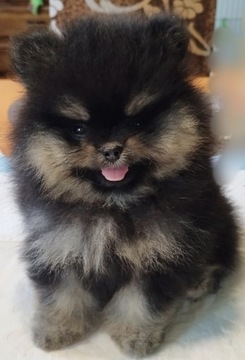 Pomeranian szpic miniaturowy Zkwp Fci