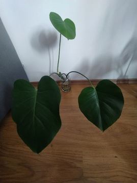 monstera deliciosa