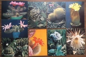 Kaktusy seria pocztówek KAW 1975 9 szt.